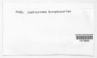 Image of Lophiotrema scrophulariae